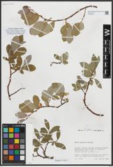 Foto von Salix arctica Pall.